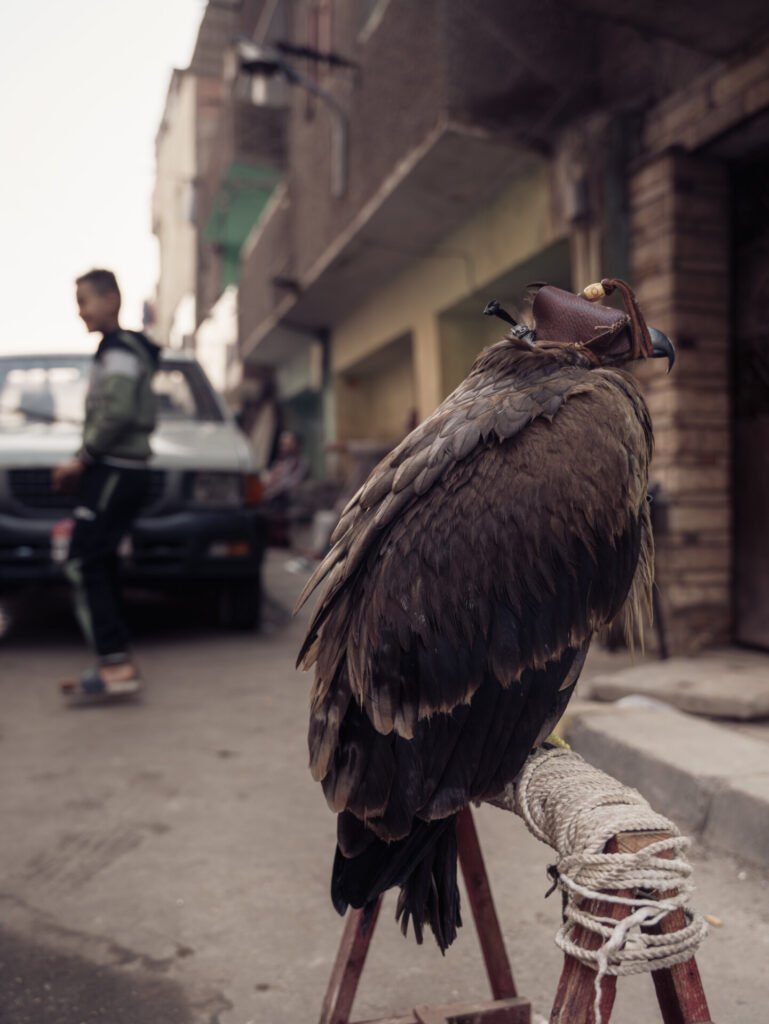 Barber eagle - Anne-Laure Guéret photography