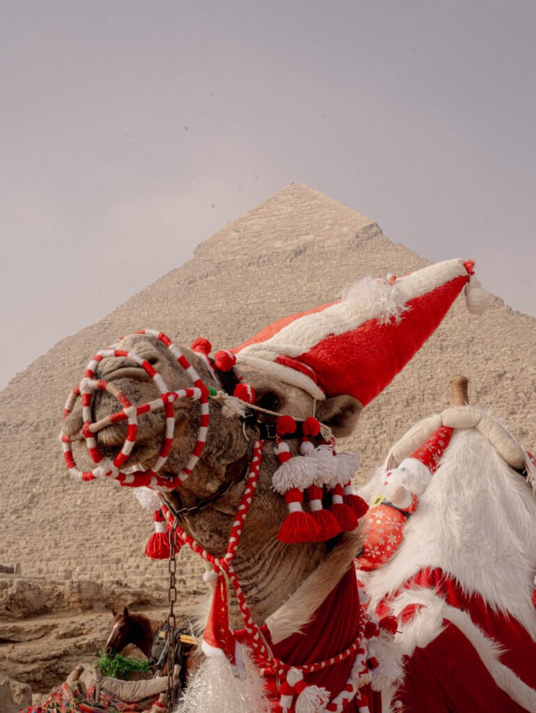 Xmas camel - Anne-Laure Guéret photography